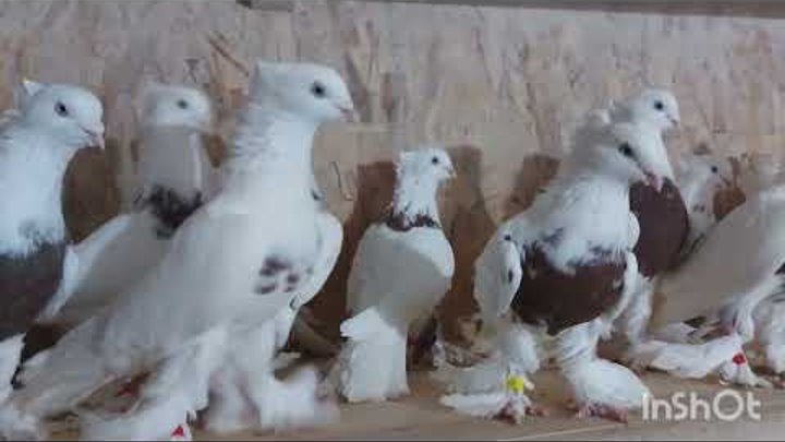 Андижанские голуби. Кызыл тоши.