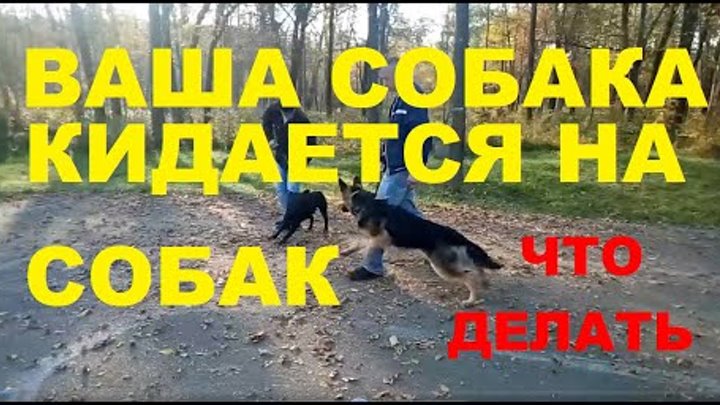 Ваша собака отвлекается на других собак что делать