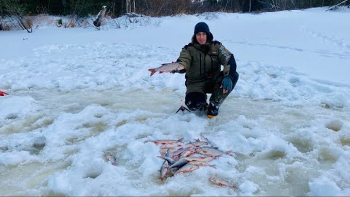 рыба ест рыбу ест рыбу. группа ешь рыбу. маленькие рыбы для пищи. рыба кушать. человек ест морепродукты.