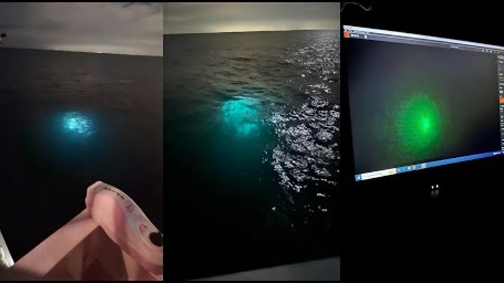 Member of a research vessel studying bioluminescence in the Gulf of  ...