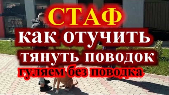 СТАФ как отучить тянуть поводок