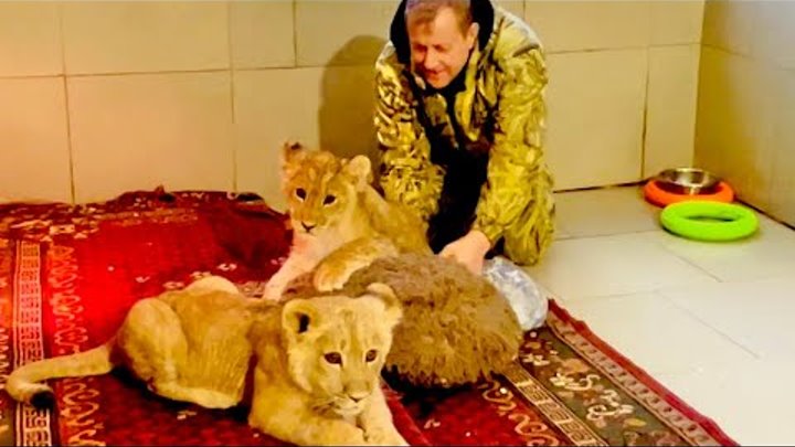 львята растут. лев симба в танзании. лев симба челябинск. львята подросшие. львенок асада последние новости на сегодня.