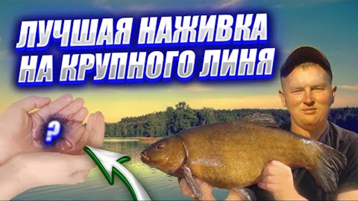 Как поймать лучшую наживку на крупного ЛИНЯ и другой трофейной рыбы. ...