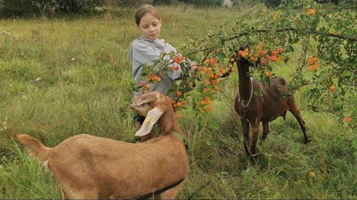 Новая коза. Тайга уехала.