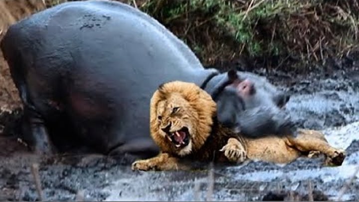 БЕГЕМОТ В ДЕЛЕ! Бегемот против льва крокодила носорога