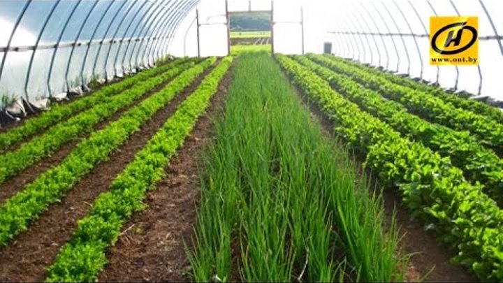 Производитель зелени в Витебской области готов увеличить объёмы прои ...