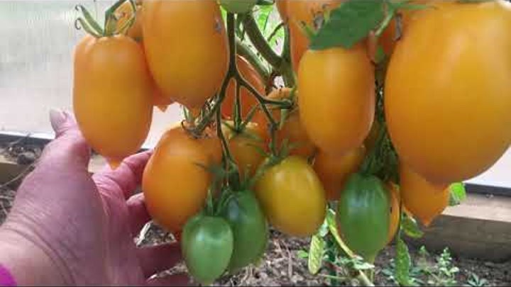 Суперурожайный томат Лимон Лиана (Чудо света) Не трескается, не сыпл ...