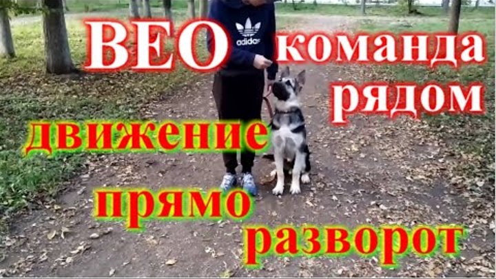 Команда рядом движение, остановка, посадка щенок Восточно европейска ...