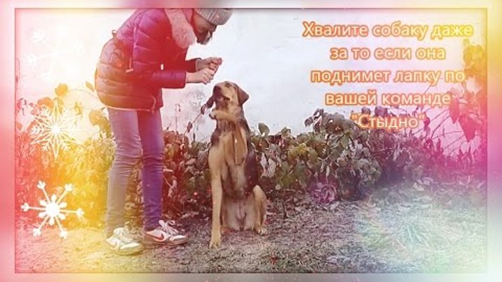 Чему я научился у собаки. Щенки не учи меня текст. Собака подбирает с земли еду. Трюки для собак. Стих про собаку.