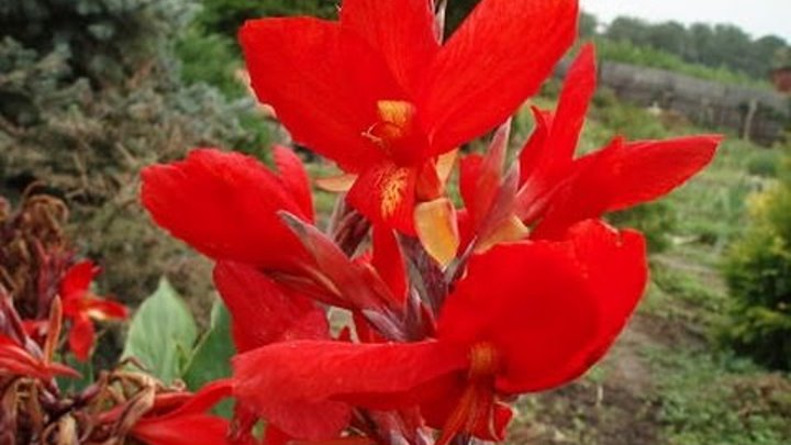 Как хранить цветок канна. Как хранить цветок канна. Канны цветы луковицы. Как хранить цветок канна. Как зимует канна.