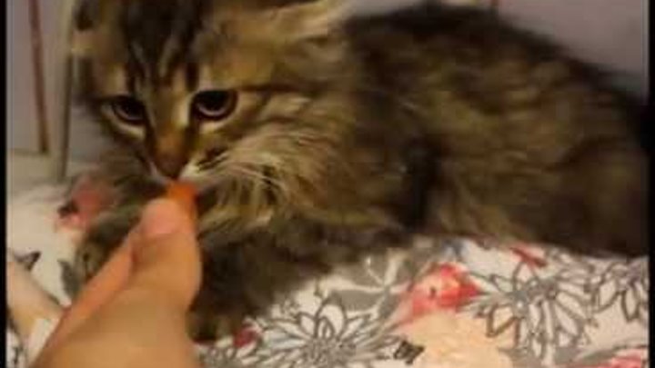 Дикие котята с улицы. Как преручить дикого котёнка. Как приучить дикого котенка. Дикий кот не приручается. Как приучить дикого котенка.