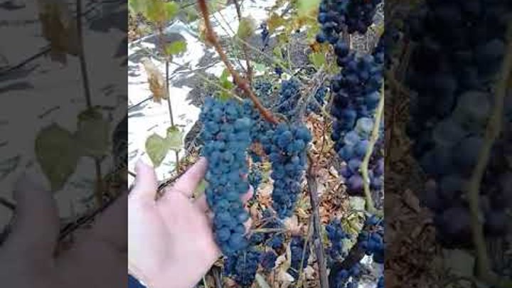 Сорт винограда тайна монаха фото Саженцы Винограда Талдун купить во Владикавказе Товары для дома и дачи Авито