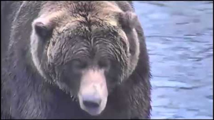 Хороший медведь видео. Гигантский Короткомордый медведь. Медведь на водопаде.