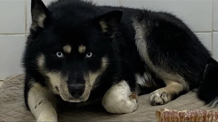 СПАСЁННЫЕ ИЗ АДА | Собаки из Якутского ледника
