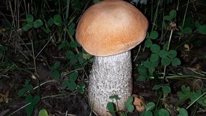 Жизнь одного гриба