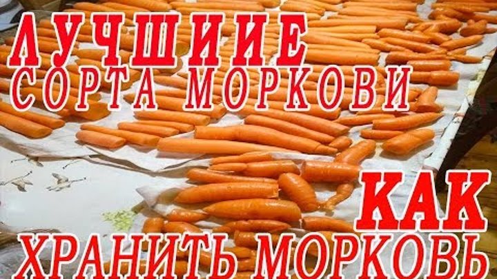 Сорта моркови.Как хранить морковь.