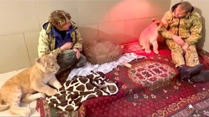 рысь ханна и умка. львенок асада последние. домашний лев. львенок асада последние. тайгана помощник депутата.