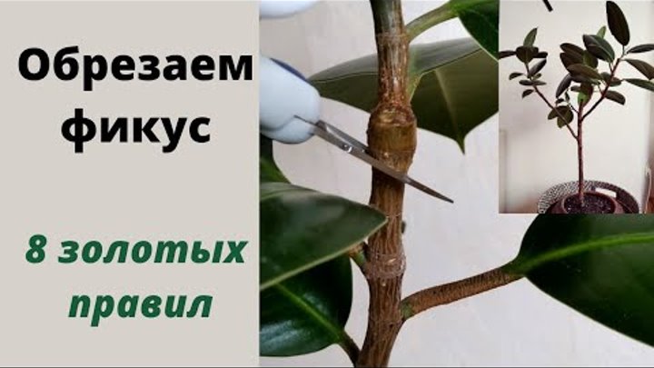 Какое расположение у фикуса