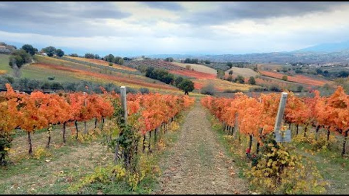 UMBRIA FOLIAGE LE VIGNE The vineyards in autumn - 4k