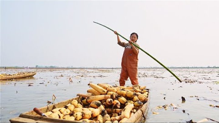 （Lotus Root Feast）藕生於泥濘卻潔白清甜，鮮藕香脆，藕粉軟糯，是老少皆宜的美味佳餚【鄉愁沈丹 Shen Dan】