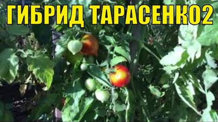 Урожайные томаты. Гибрид Тарасенко2.