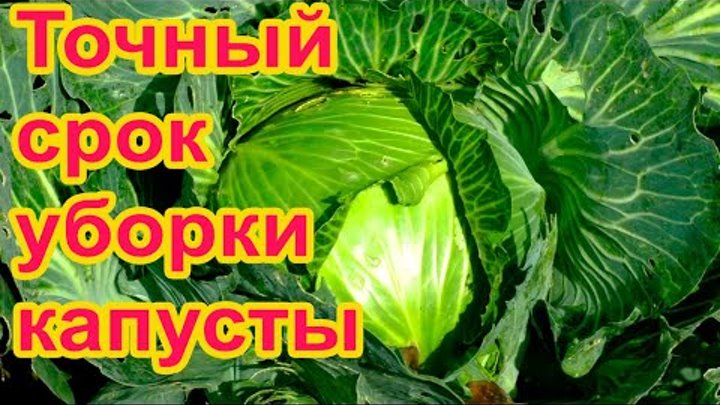 Сроки посадки капусты на рассаду. Сроки уборки капусты в средней. Техника для уборки капусты. Технология уборки капусты. Посадка поздней капусты в открытый грунт рассадой.