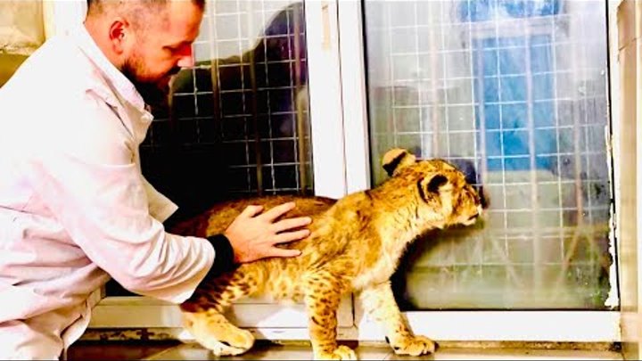 львенок асада последние