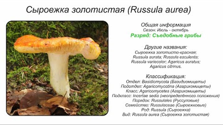 Сыроежка золотистая (Russula aurea)