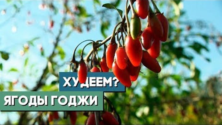 Ягоды годжи. Как приживается в Беларуси экзотика родом из Тибета?