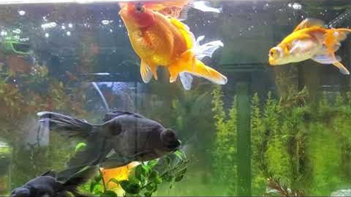 Золотые рыбки в 70-ти литровом аквариуме. Маленький аквариум?