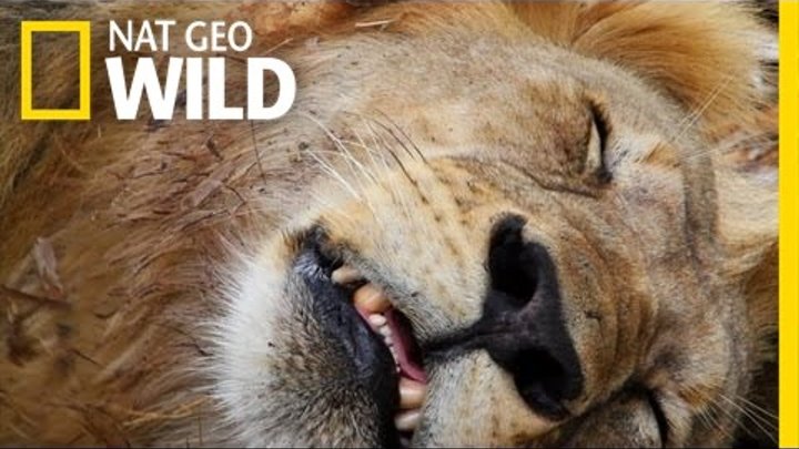 Какого цвета африканские львы. Лев хантеров. Царь зверей не лев. Хантер х хантер муравьи. Хантер х хантер лев.