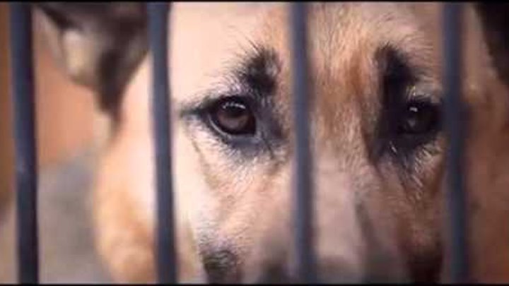 песня бездомных собак