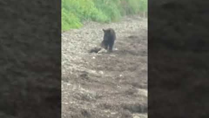Медведь вышел на пляж в районе Трех Братьев на Сахалине