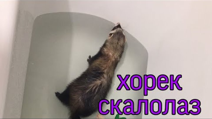 А вам слабо? Хорек скалолаз 💖