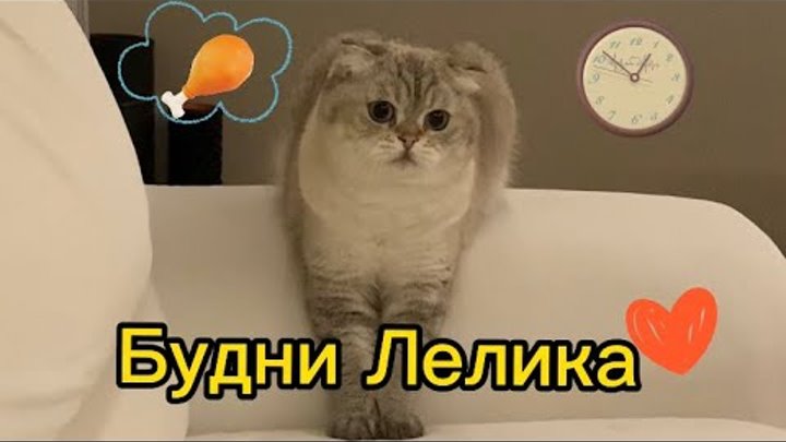 В гостях у лелика. У лелика в гостях. Бобик в гостях у барбоса. Болик из мультфильма. В гостях у лета 1972.