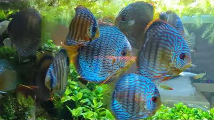 discus feed