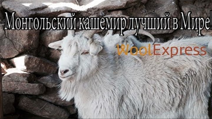 Монгольский кашемир - лучший в мире! Торговая площадка WoolExpress.ru