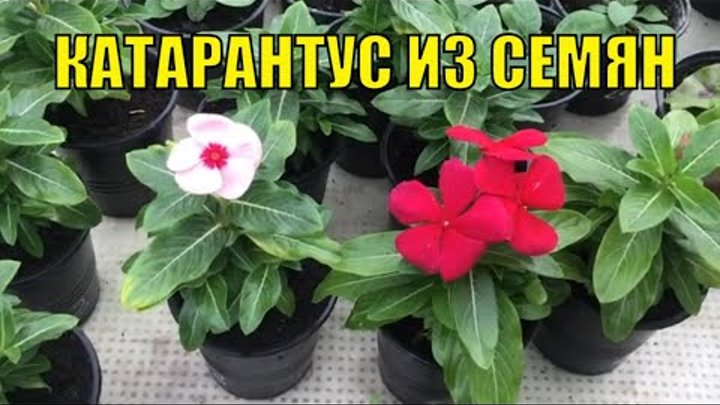 Катарантус-выращивание из семян.