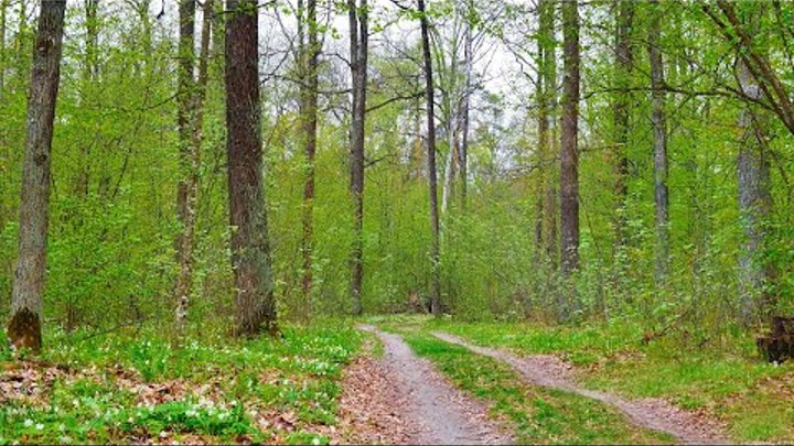 HEALING EFFECT OF SINGING BIRDS in the spring forest and the sounds  ...