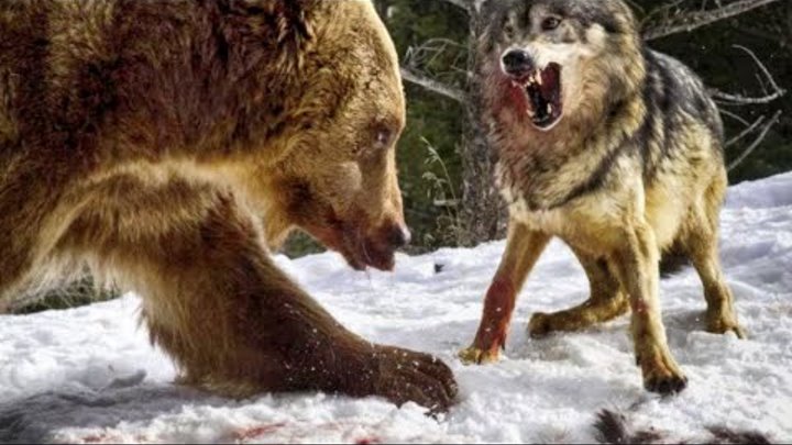 ВОЛКИ В ДЕЛЕ! Волки против медведя пумы лося оленя и бизона