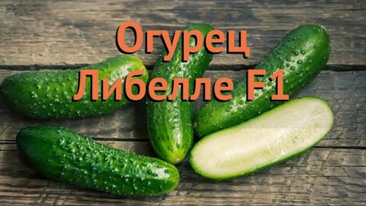 Фурор огурец отзывы фото: найдено 88 картинок