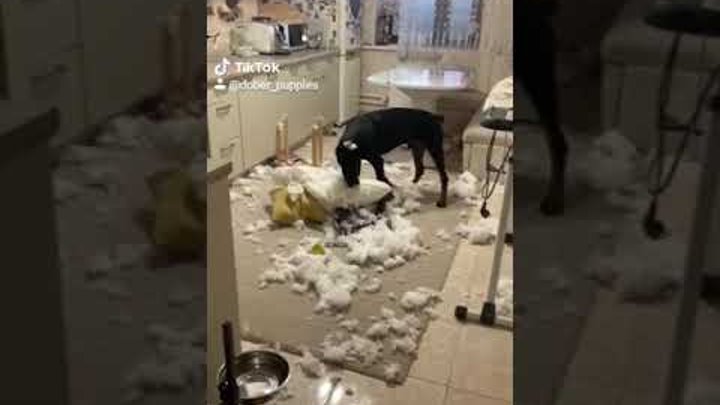 Мем артем давай купим собачку