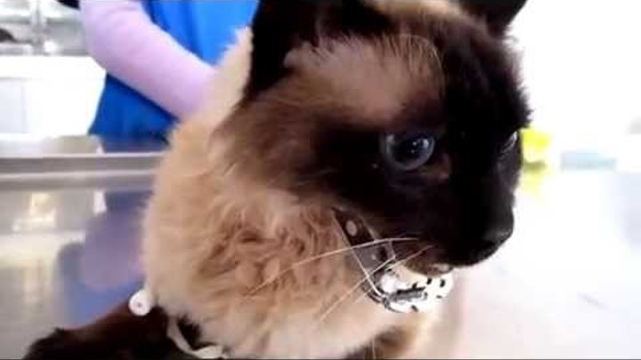 Кошка с высунутым языком. Перелом нижней челюсти у кота. Кот вывихнул челюсть. Беззубый котенок. Кот вывихнул челюсть.