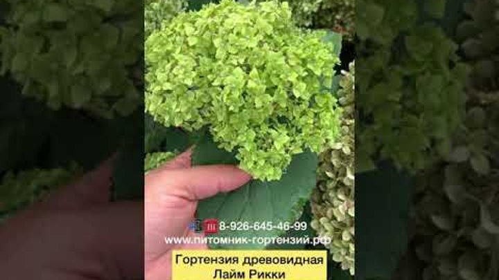 Гортензия древовидная (Hydrangea arborescens `Lime Rickey`) НОВИНКА  ...
