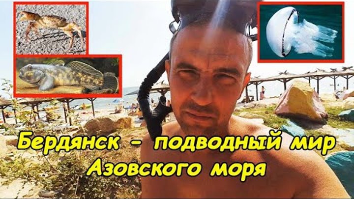 Бердянск - подводный мир Азовского моря
