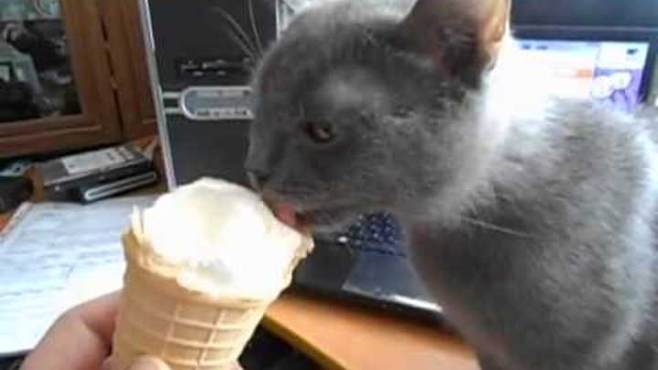 Котик с мороженым. Кошка мороженое. Можно давать мороженое коту. Котенок мороженое. Кошка мороженое.