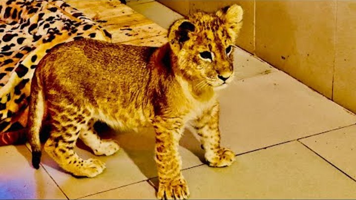 Львята асада и шерхан сегодня. Львята асада и шерхан сегодня. Львята асада и шерхан сегодня. Львята асада и шерхан сегодня. Дяденька который ухаживает за львами в зоопарке тайган.