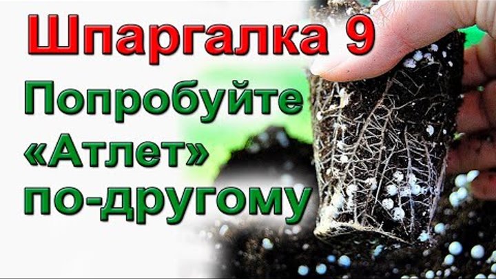 Мой способ применения "Атлета" для мощных корней рассады. ШПАРГАЛКА №9