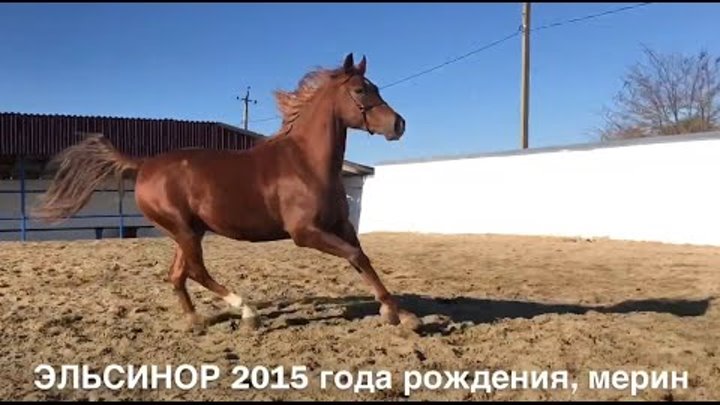 Эльсинор 2015 г.р. мерин. Часть 1. Продажа лошадей, межпородная помесь.