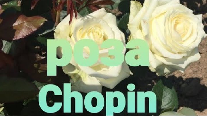 Обзор розы Chopin.